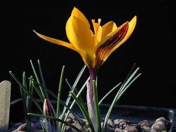 Crocus angustifolius