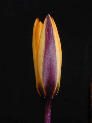 Crocus angustifolius