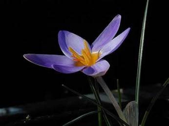 Crocus antalyensis