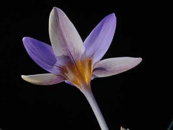 Crocus antalyensis