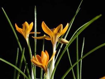 Crocus graveolens Alpine Garden Society