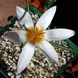 Crocus hyemalis