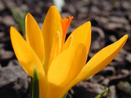 Crocus sieheanus