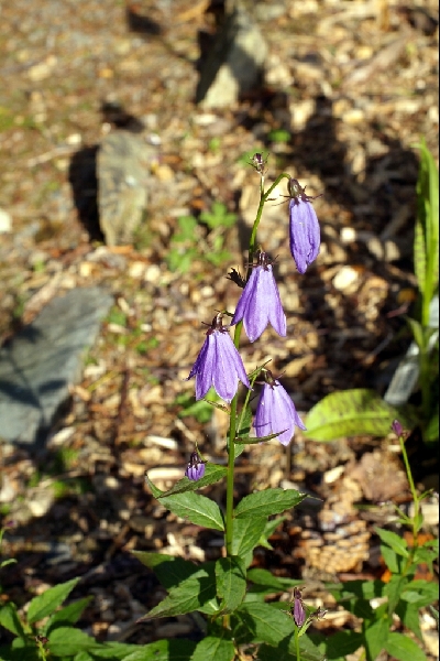 Adenophora nikoensis