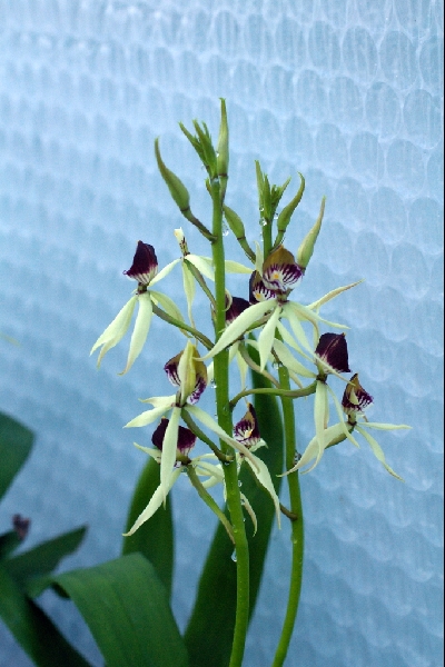 Prosthechea 'Green Hornet'