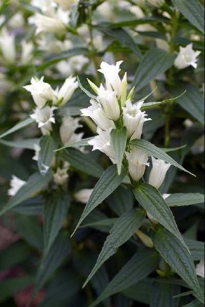 Gentiana asclepiadea 'Alba'