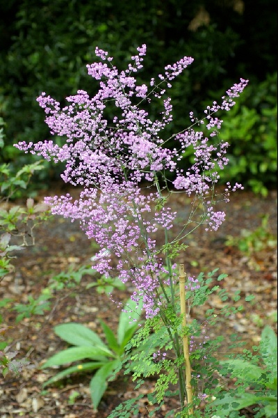 Thalictrum delavayii 'Hewitt's Double'