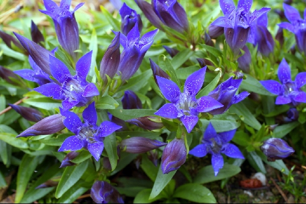 Gentiana paradoxa