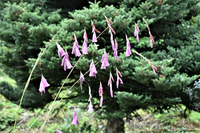 Dierama pendulum - Wildflower Nursery