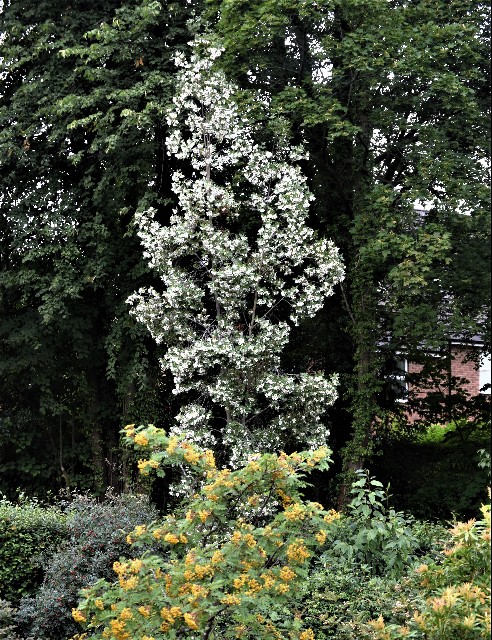 Eucryphia x nymansensis 'Nymansay'