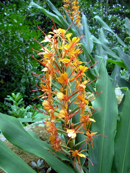 Hedychium gardnerianum