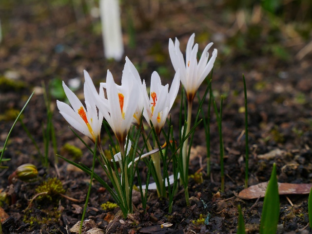 Crocus fleischeri