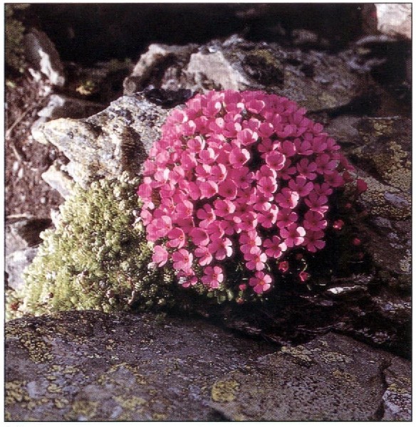 Androsace ciliata Alpine Garden Society
