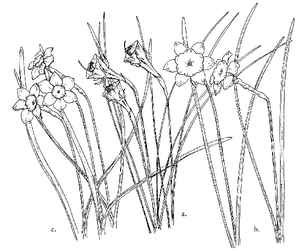 Narcissus Rupicola Alpine Garden Society