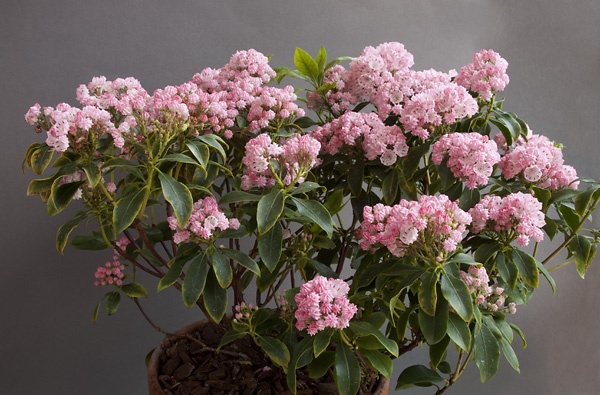 Kalmia latifolia Olympic Wedding