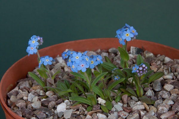 Myosotis alpestris