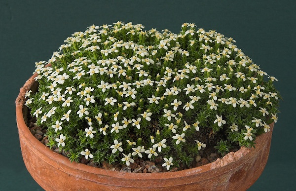 Nassauvia gaudichaudii Alpine Garden Society