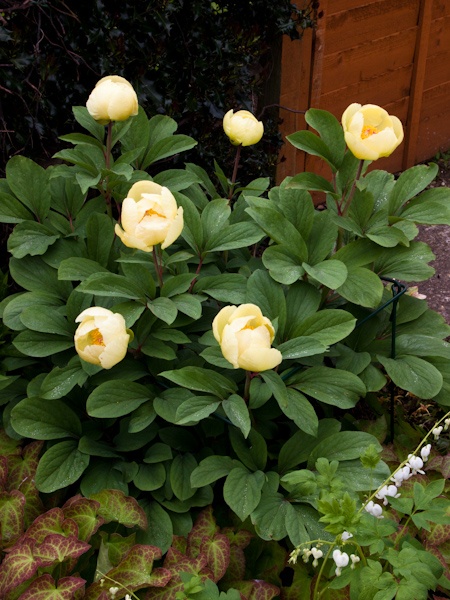 Paeonia daurica - Alpine Garden Society