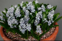 Hyacinthoides aristidis
