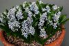 <em>Hyacinthoides aristidis</em>