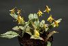 <em>Erythronium americanum</em>