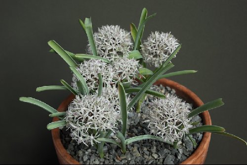 Allium breviscapum