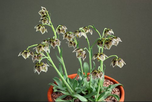 Fritillaria purdyi
