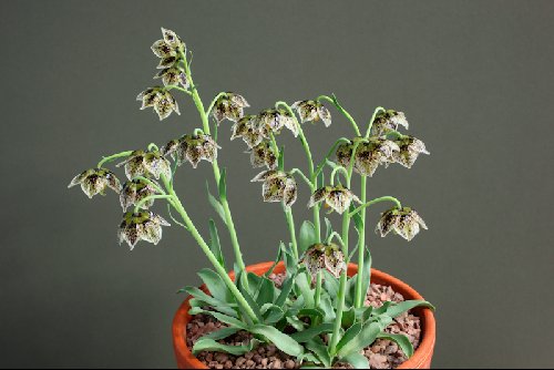 Fritillaria purdyi