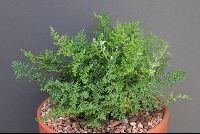 Cheilanthes microphylla