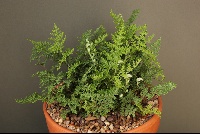 Cheilanthes microphylla