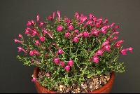 Scutellaria hybrid 'Texas Rose'