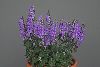 <em>Scutellaria indica parviflora</em>