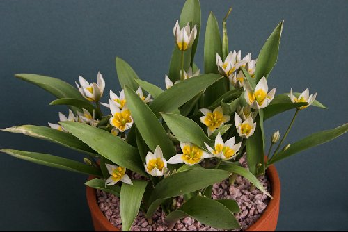 Tulipa biflora maxima