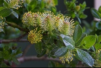 Salix cashmeriana