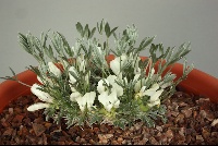 Astragalus gilviflorus