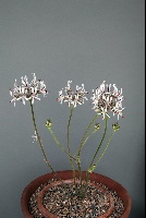 Pelargonium auritum carneum
