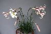 <em>Lilium formosanum pricei</em>