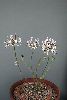 <em>Pelargonium auritum carneum</em>