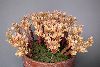 <em>Rosularia serpentinica</em>