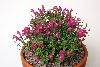 <em>Scutellaria suffrutescens</em> 'Texas Rose'