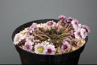 Callianthemum anemonoides 'Blackthorn Group'
