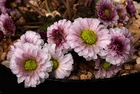 Callianthemum anemonoides 'Blackthorn Group'
