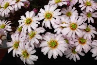 Callianthemum anemonoides