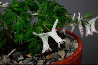 Corydalis angustifolius 'Gemini Strain'
