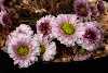 <em>Callianthemum anemonoides</em> 'Blackthorn Group'