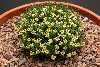 <em>Benthamiella longifolia</em>