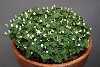 <em>Maianthemum bifolium</em>