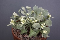 Physaria eburnifolia