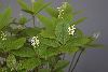<em>Chloranthus japonicus</em>