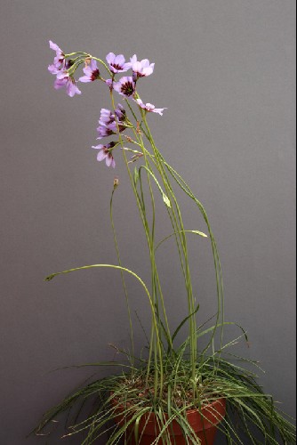 Leucocoryne purpurea